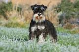 SCHNAUZER NAIN 006